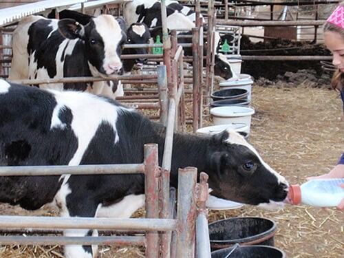 שביל פרות החלב